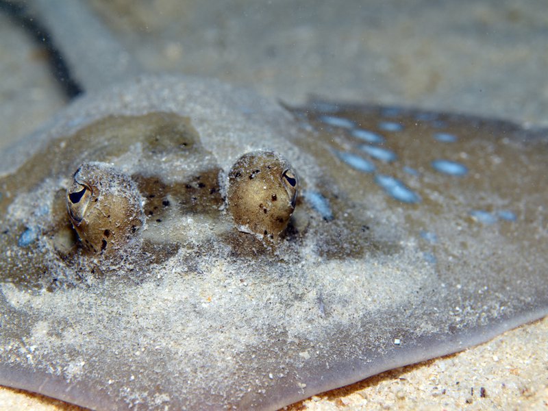 Blue spotted sting ray, House Reef